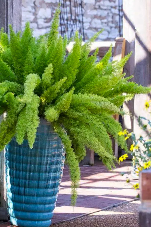 Ornamental Asparagus Fern