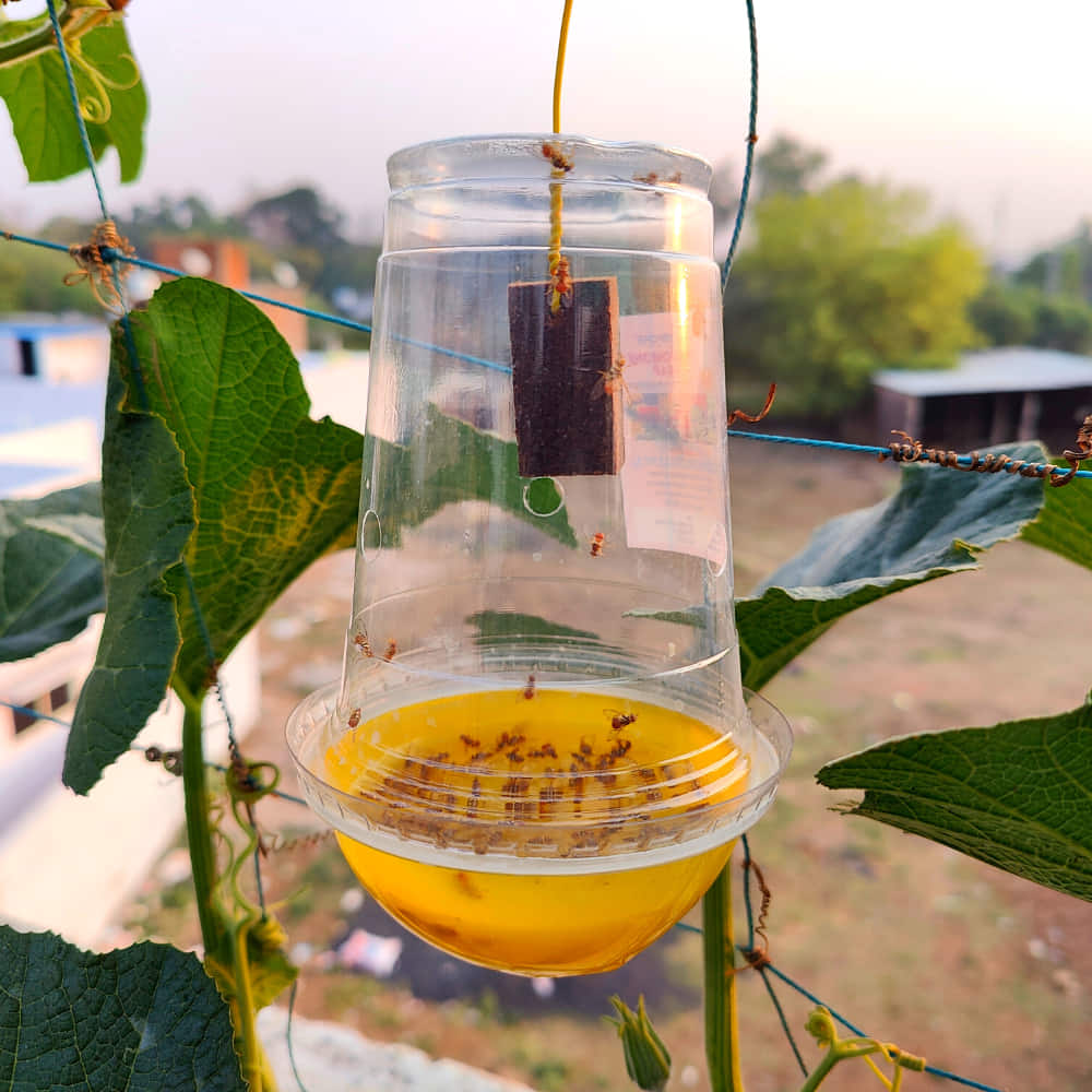 homemade fruit fly trap