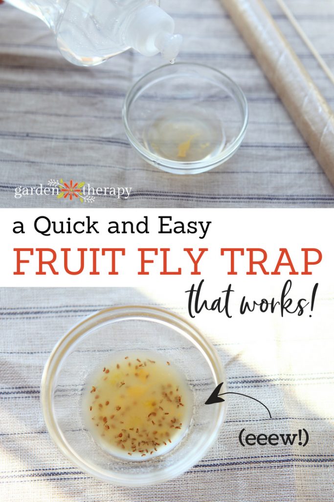 apple cider vinegar fruit fly trap