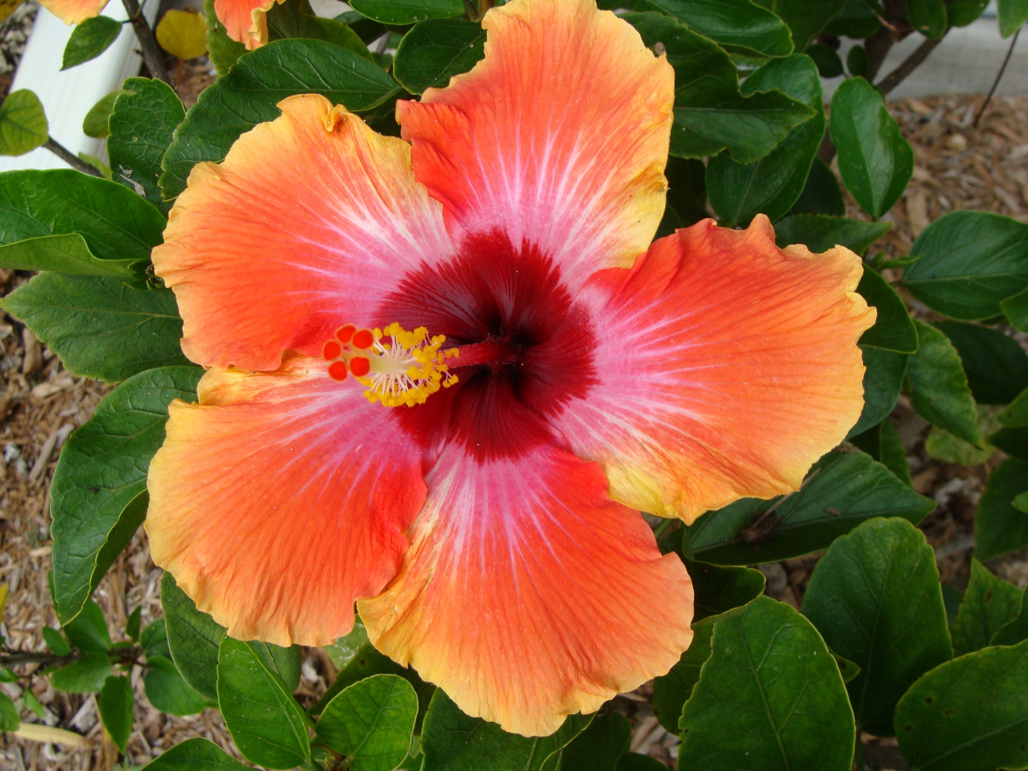 Tropical hibiscus care
