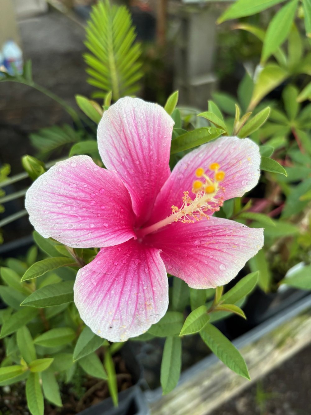 Hardy hibiscus planting