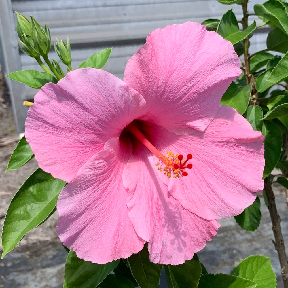 Hibiscus types