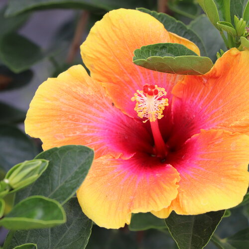Tropical hibiscus varieties