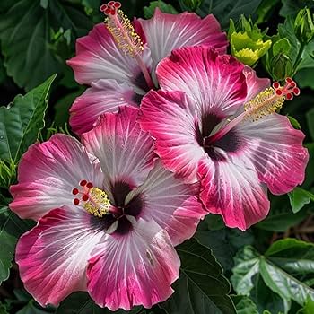 Hardy hibiscus