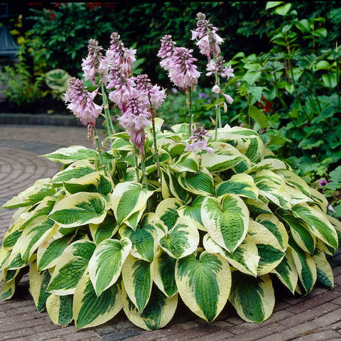 plantain lilies