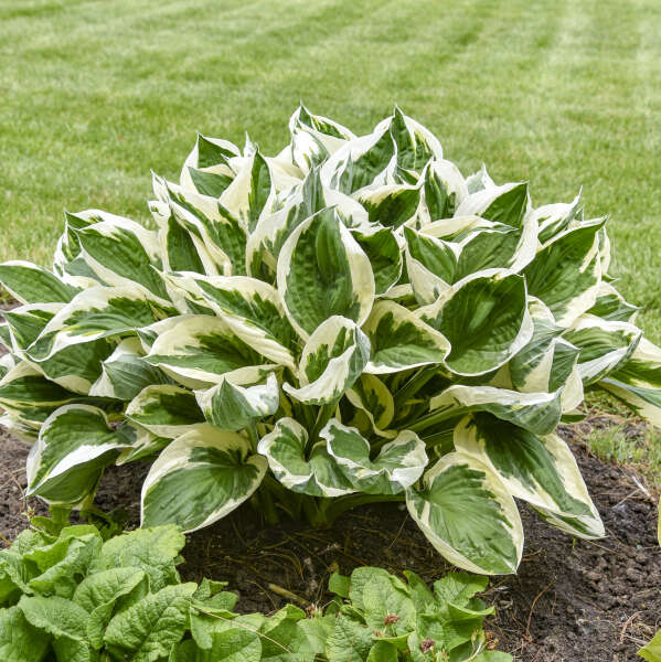 shade-tolerant perennials