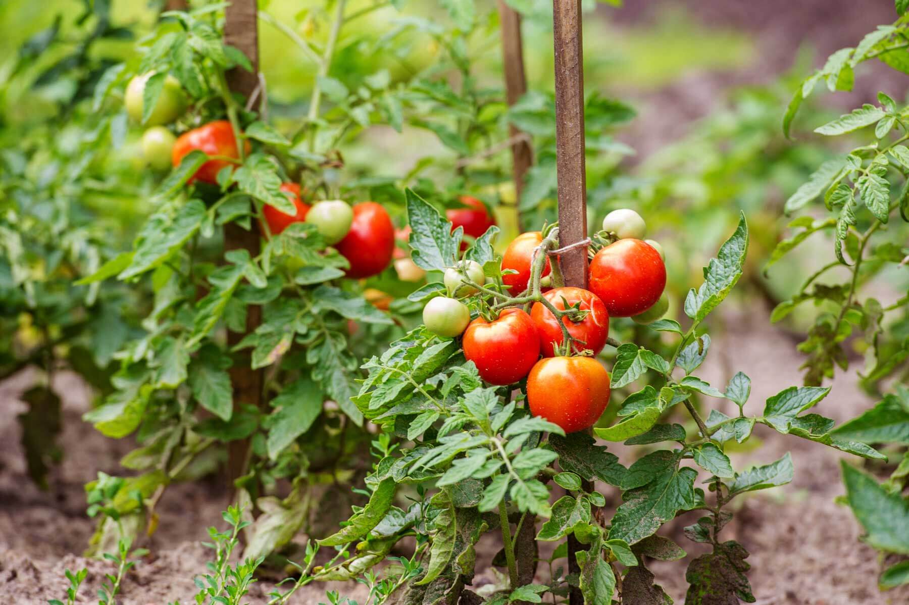 how to grow tomatoes from seed