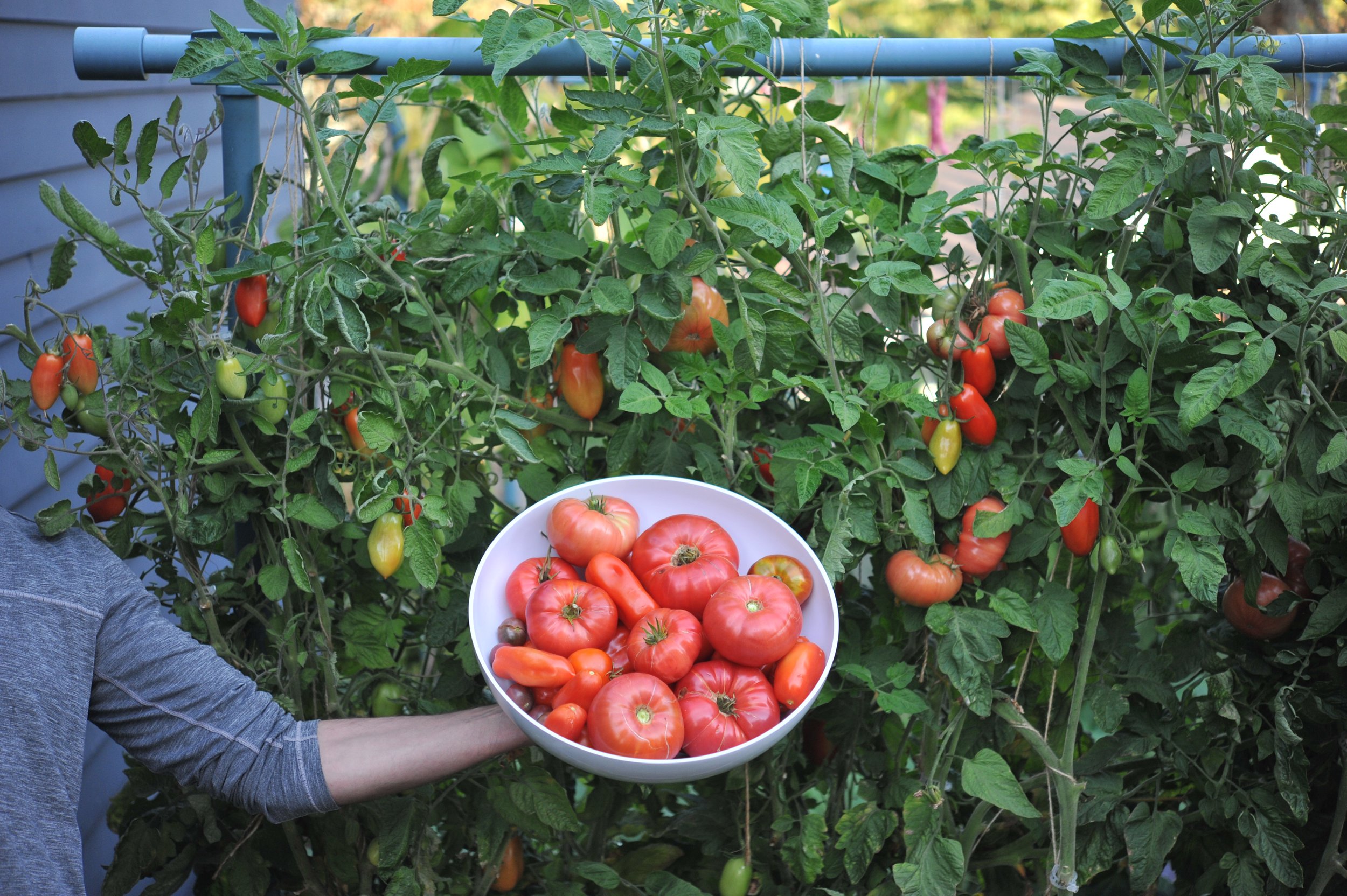 best tomato varieties for containers