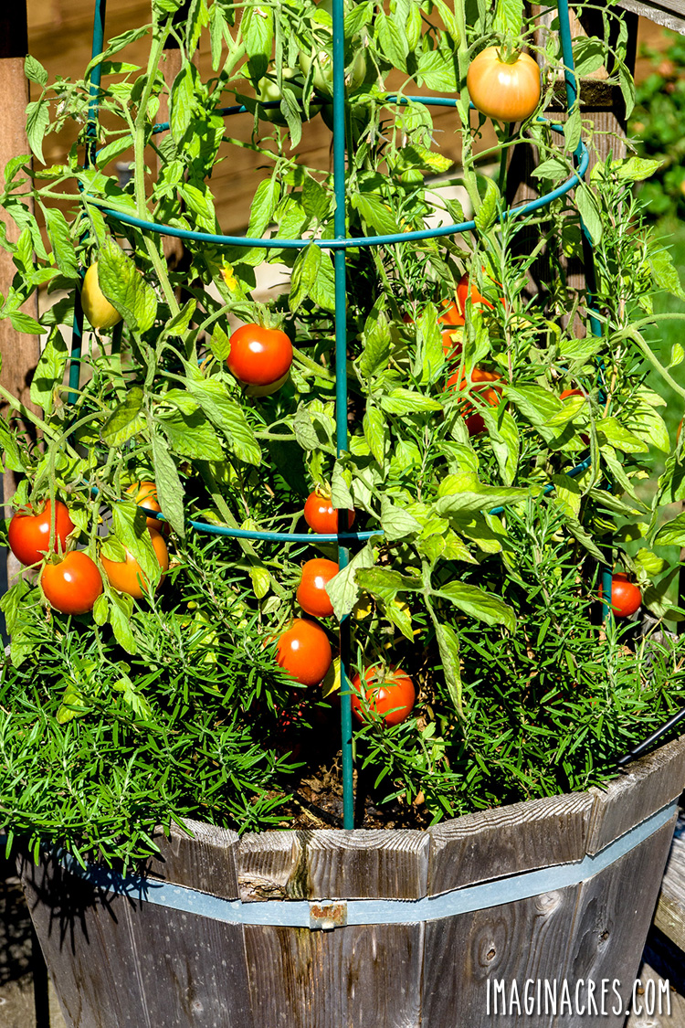 when to plant tomatoes