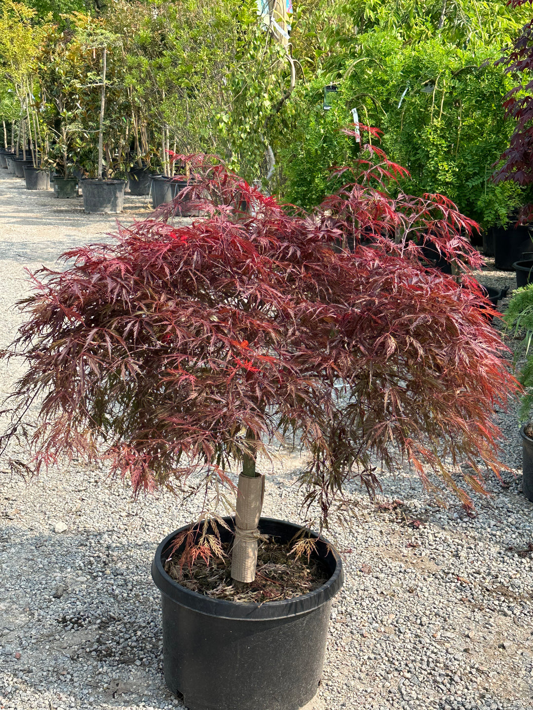 Upright Japanese Maple