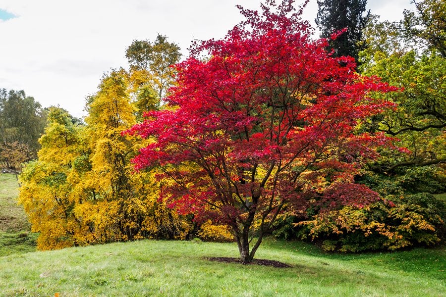Weeping Japanese Maple