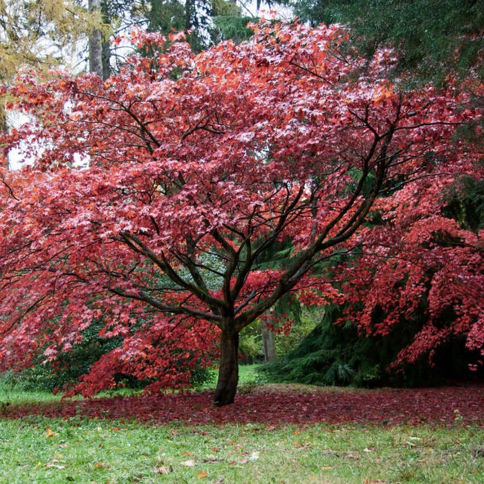 Dwarf Japanese Maple