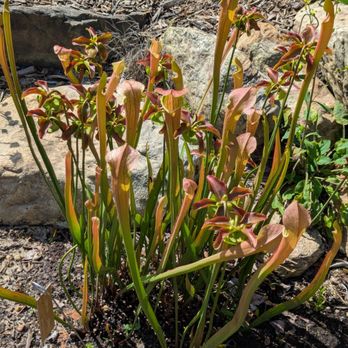 Rare plant collections