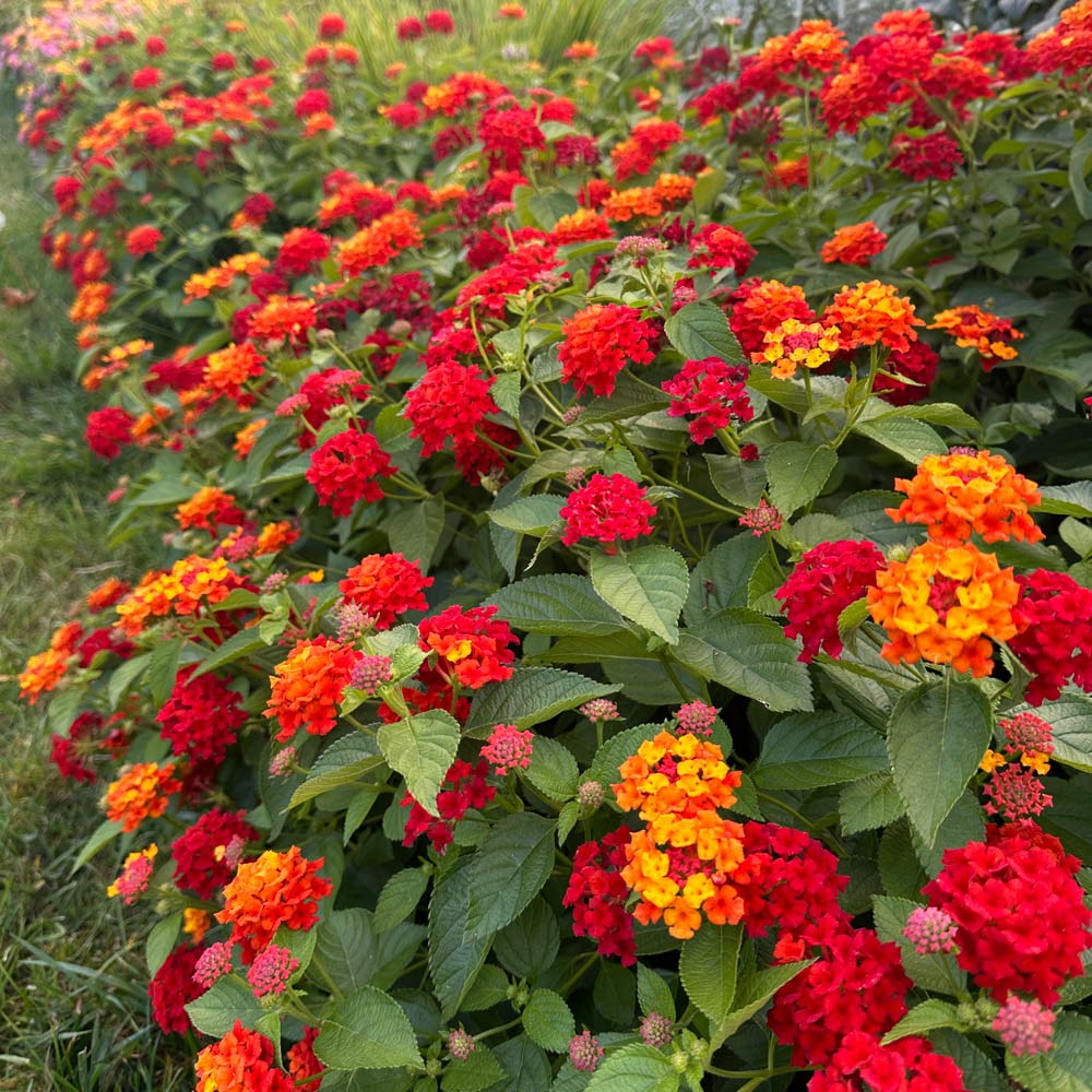 Lantana varieties