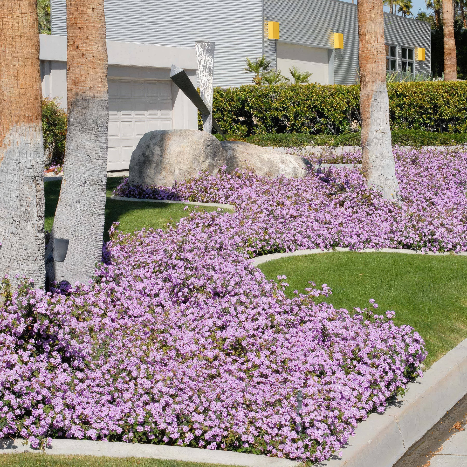 Lantana care guide