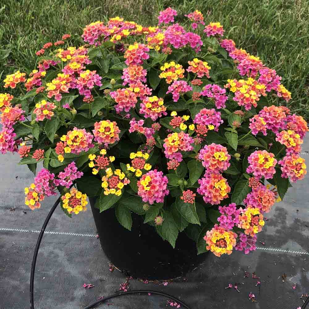 Lantana toxicity
