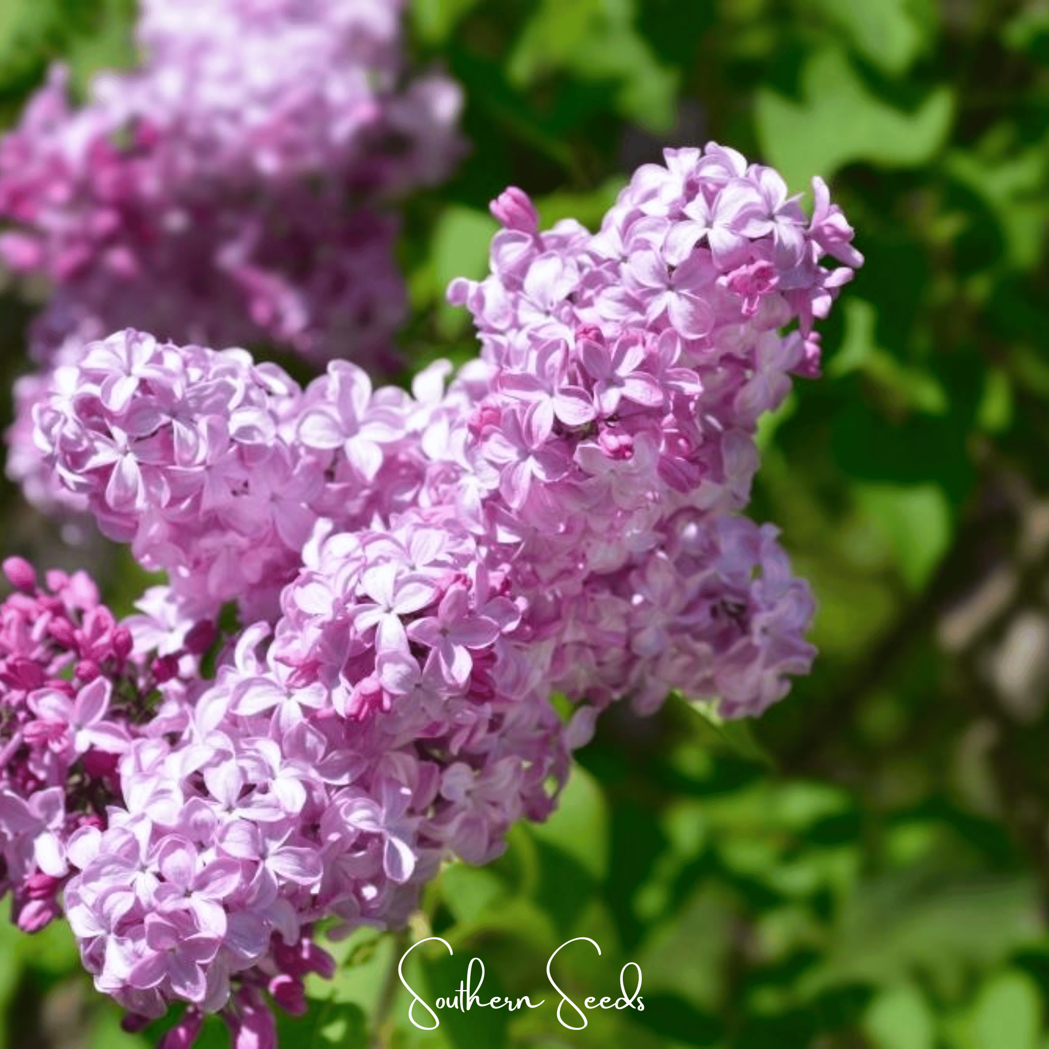 compact lilac varieties