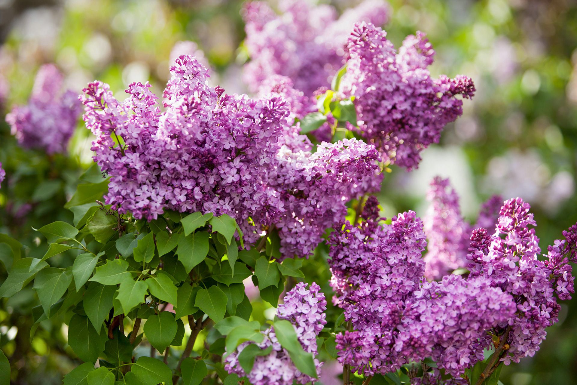 disease-resistant lilacs