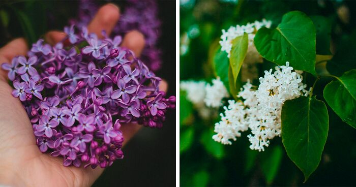 easy care lilacs