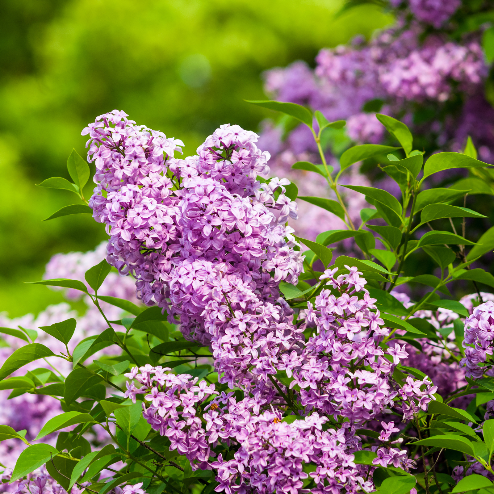 lilac shrubs for small yards