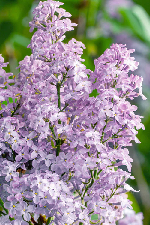 cold-hardy lilacs