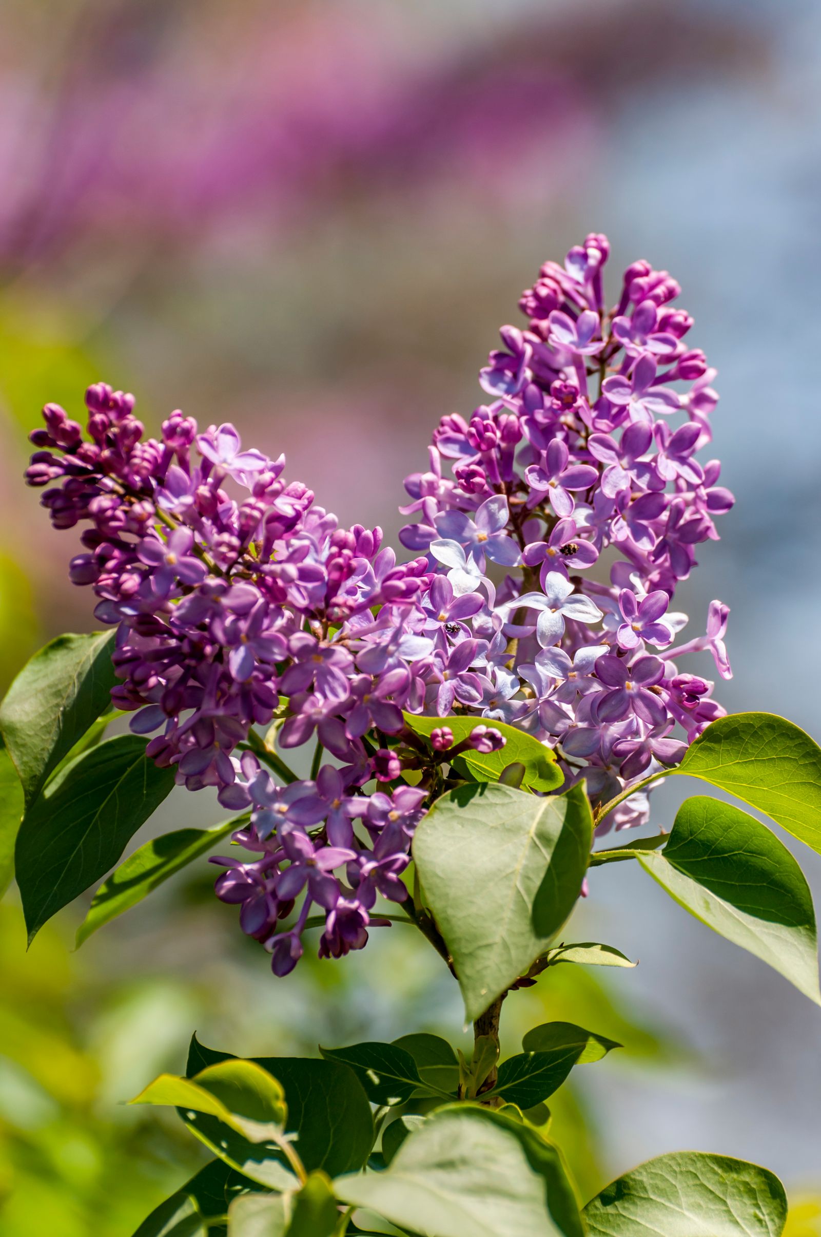 lilacs for beginners