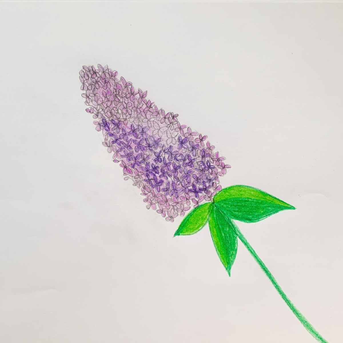 disease-resistant lilacs