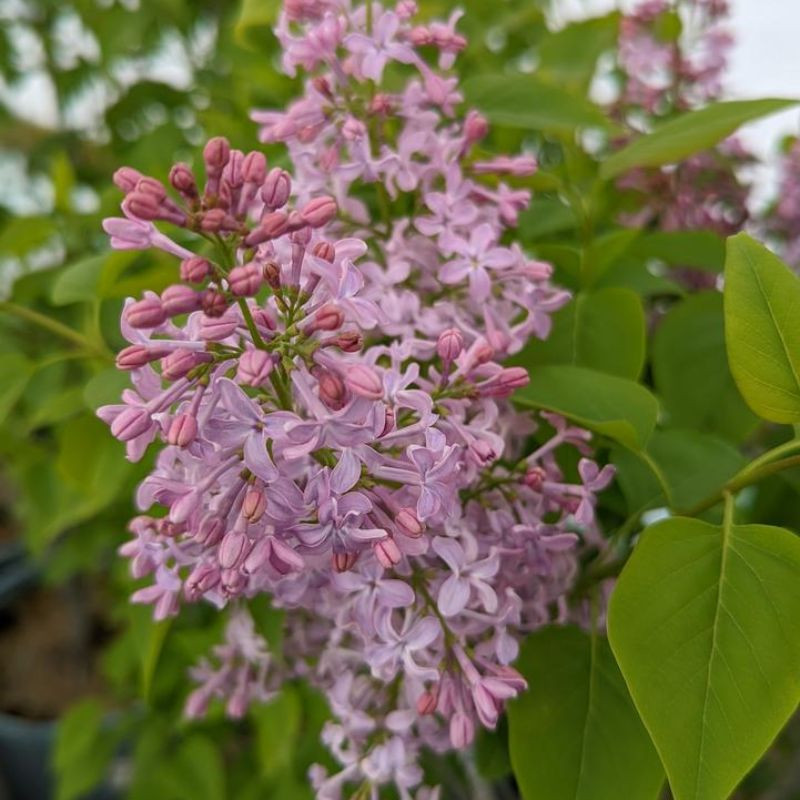 compact lilac varieties