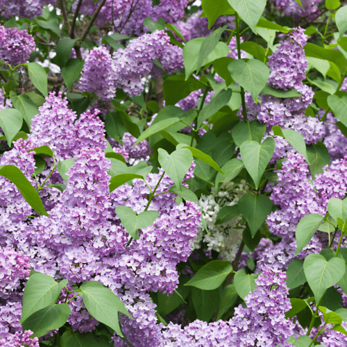 reblooming lilacs