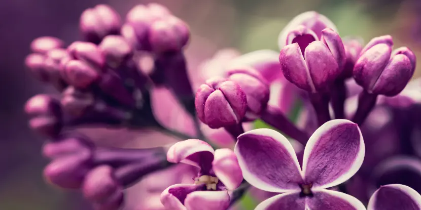 disease-resistant lilacs