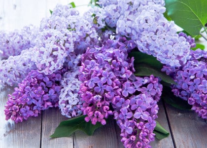 easy care lilacs