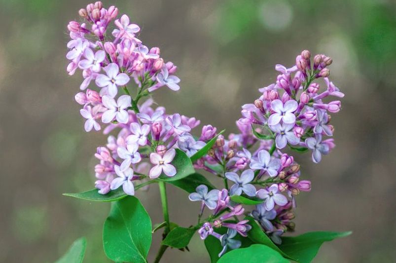 fragrant lilac bushes