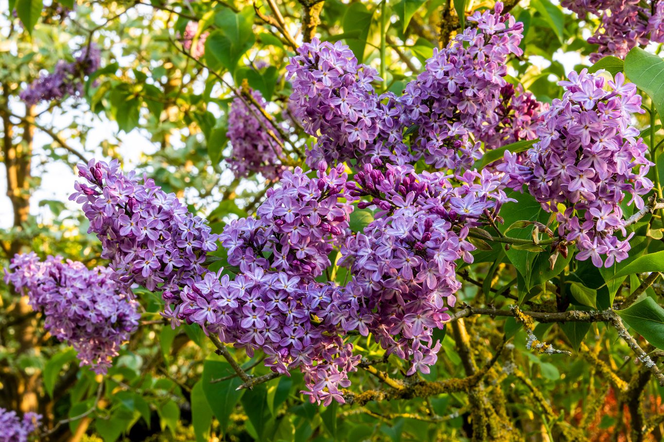 lilacs for beginners