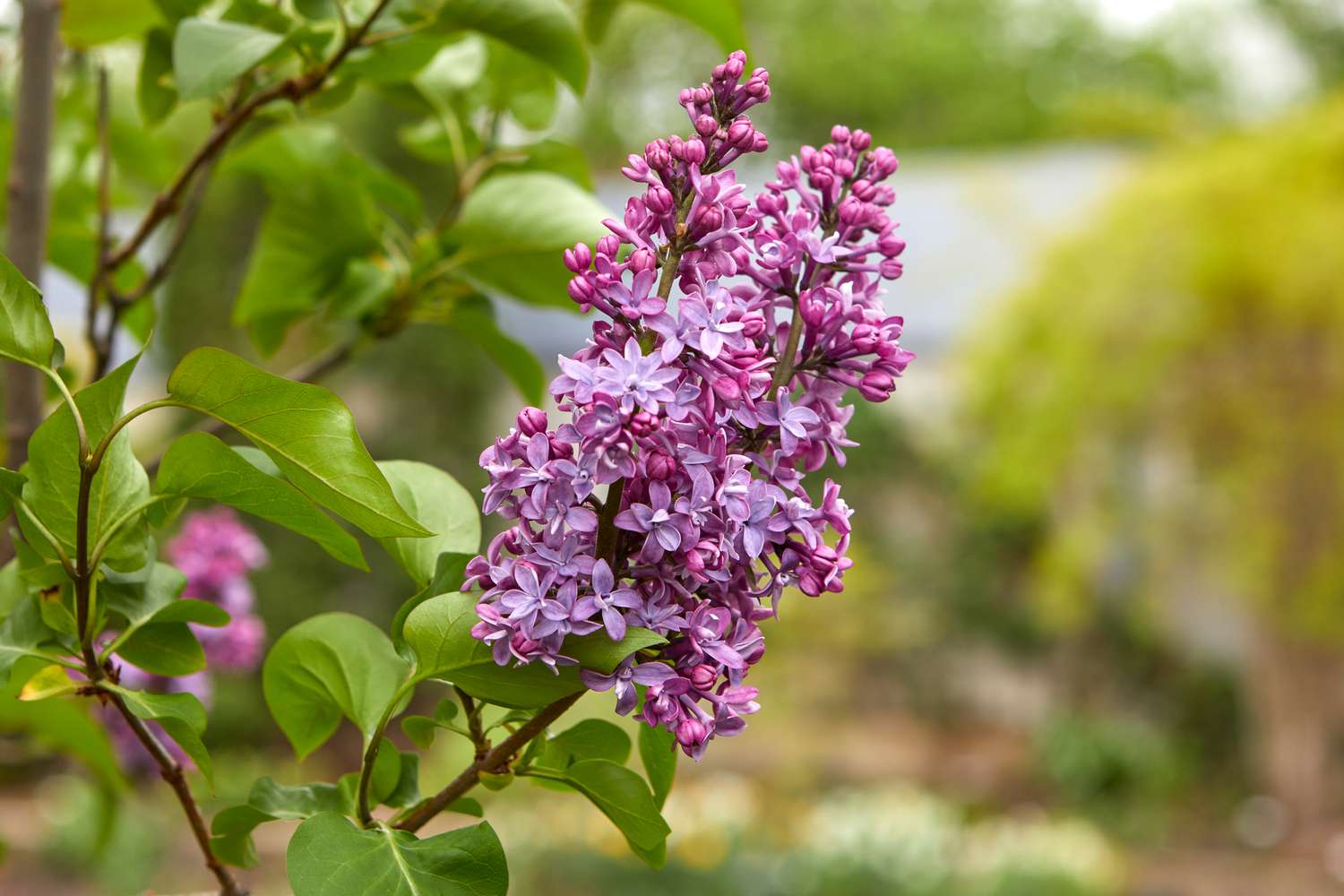 low-maintenance lilacs