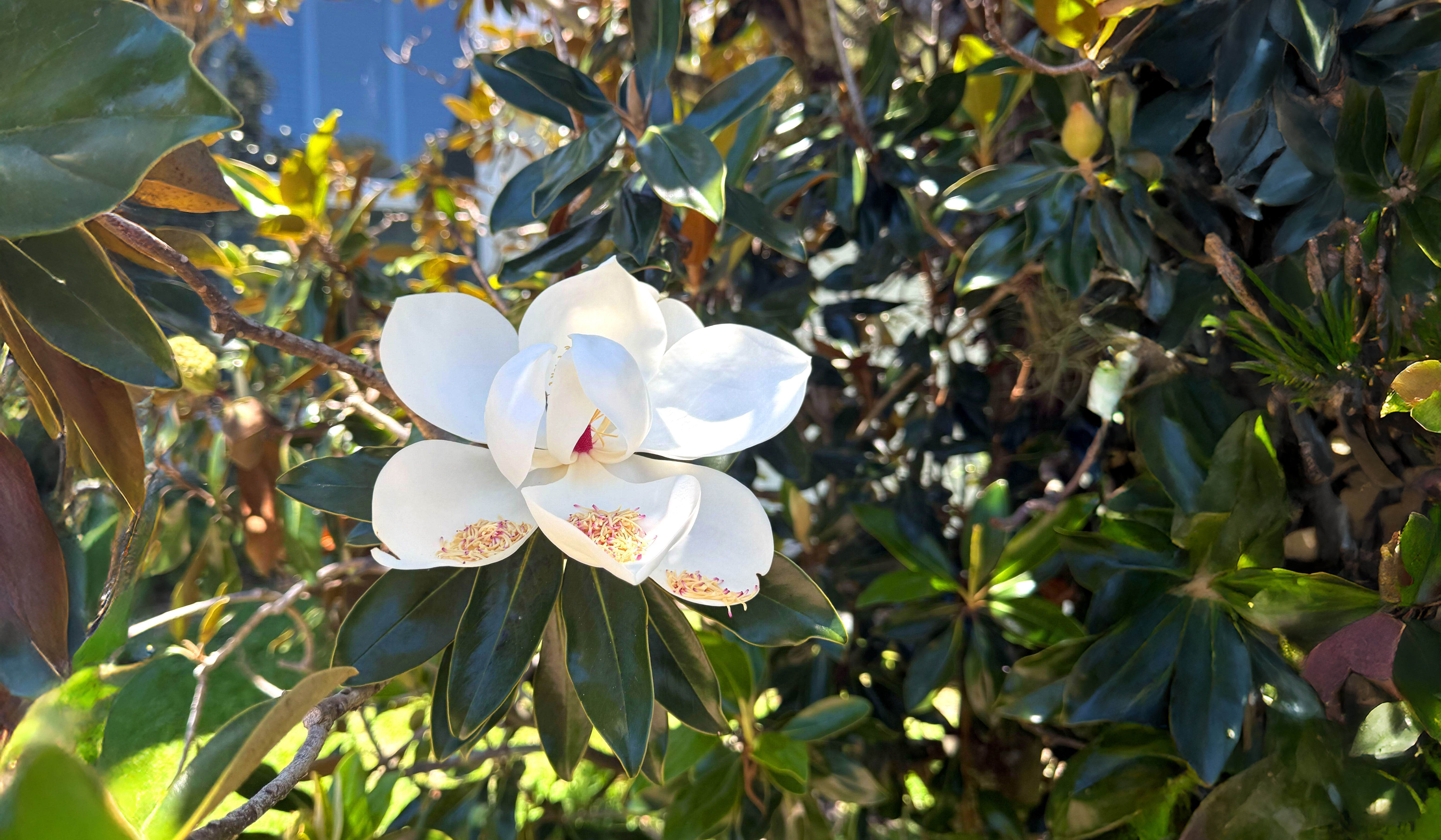 Magnolia trees