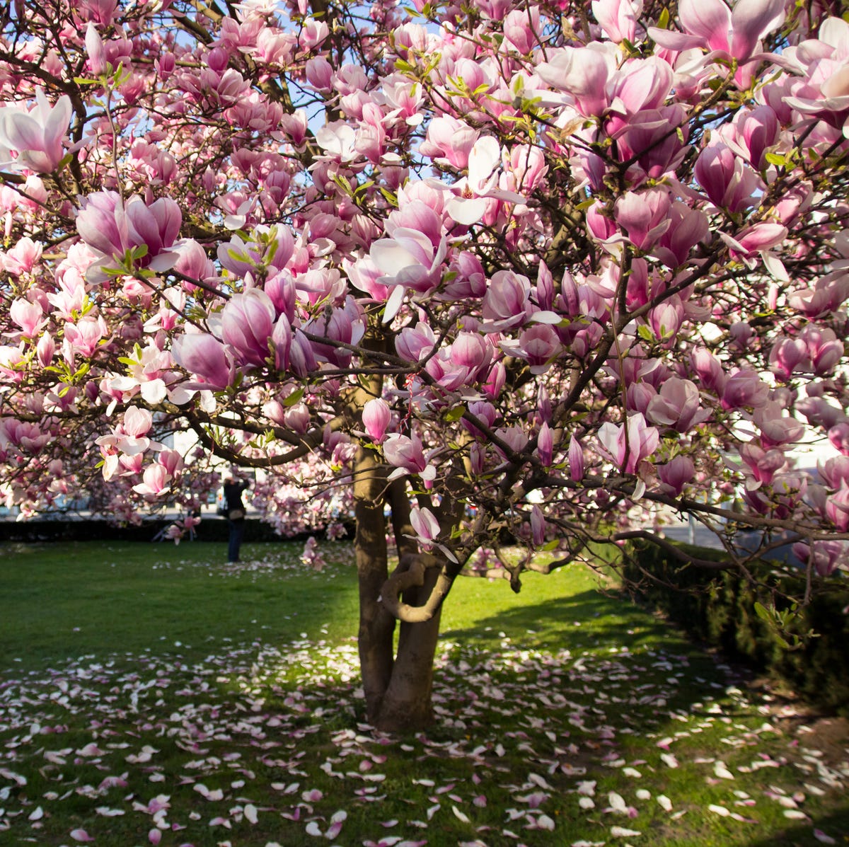 Flowering trees