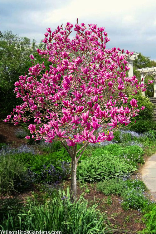 Evergreen magnolias