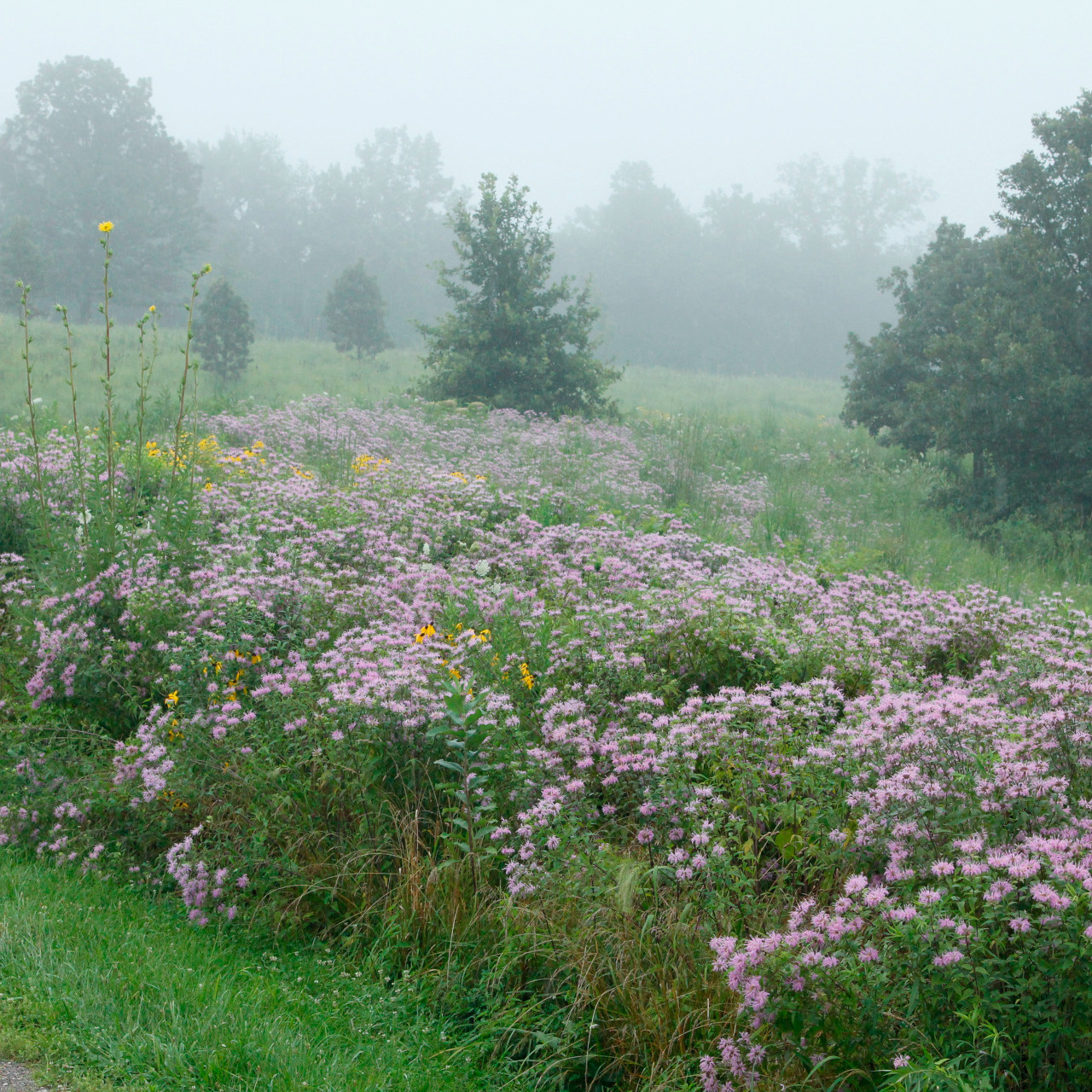Bee Balm