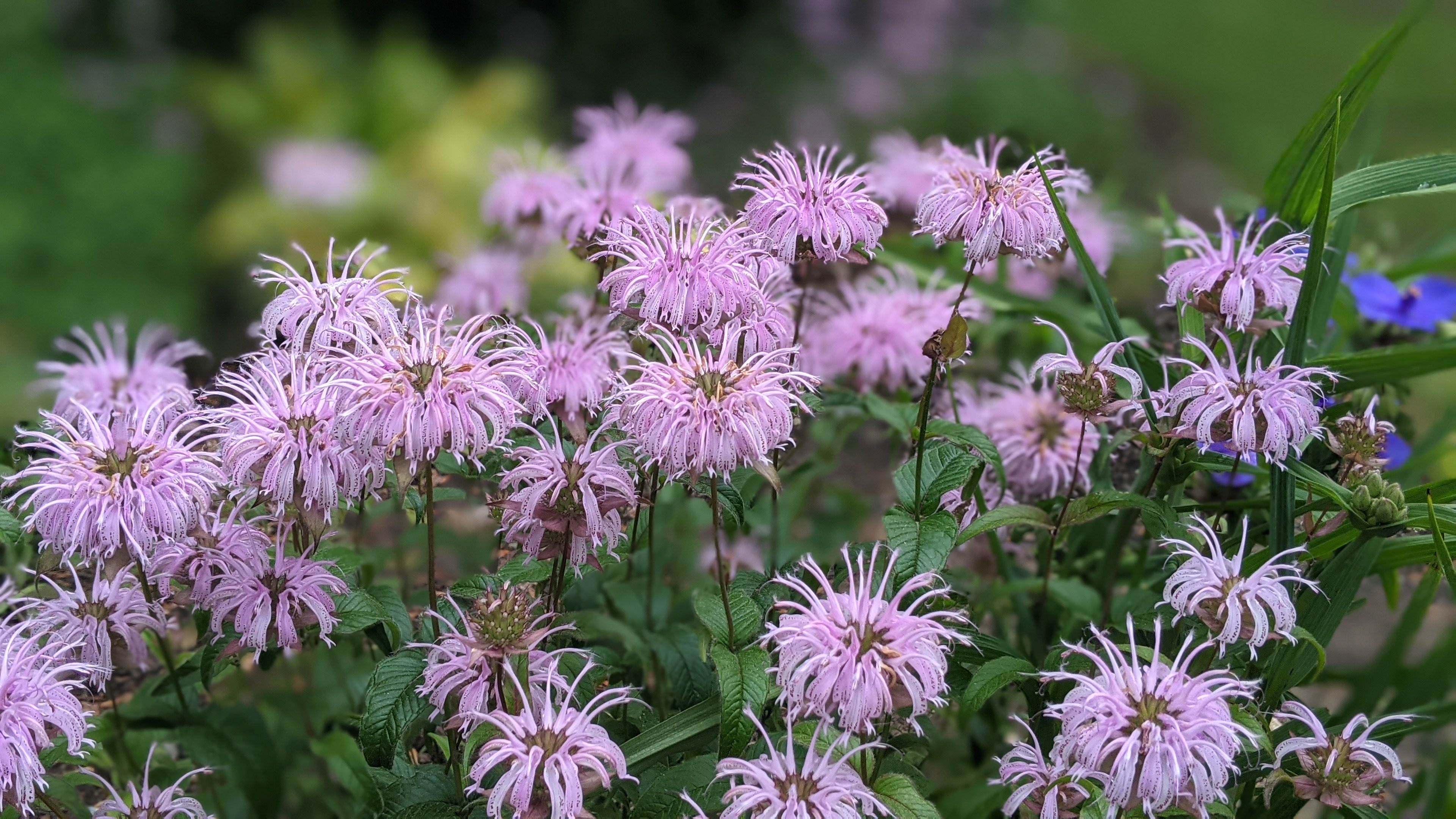 Horsemint