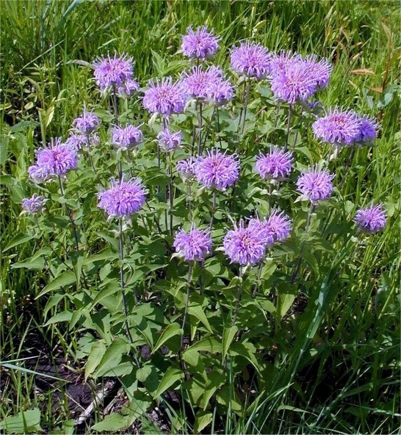 Monarda
