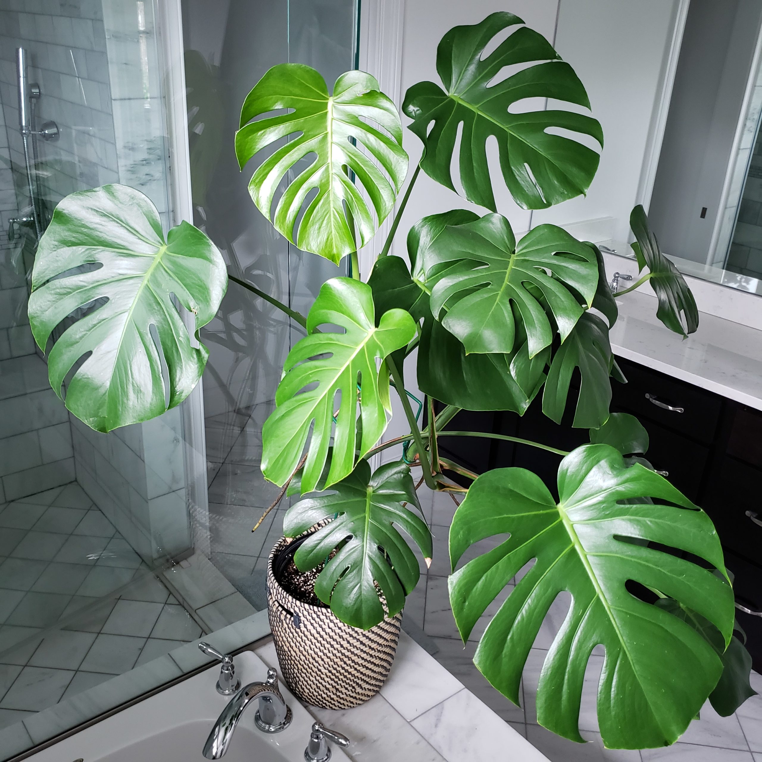 Monstera Adansonii