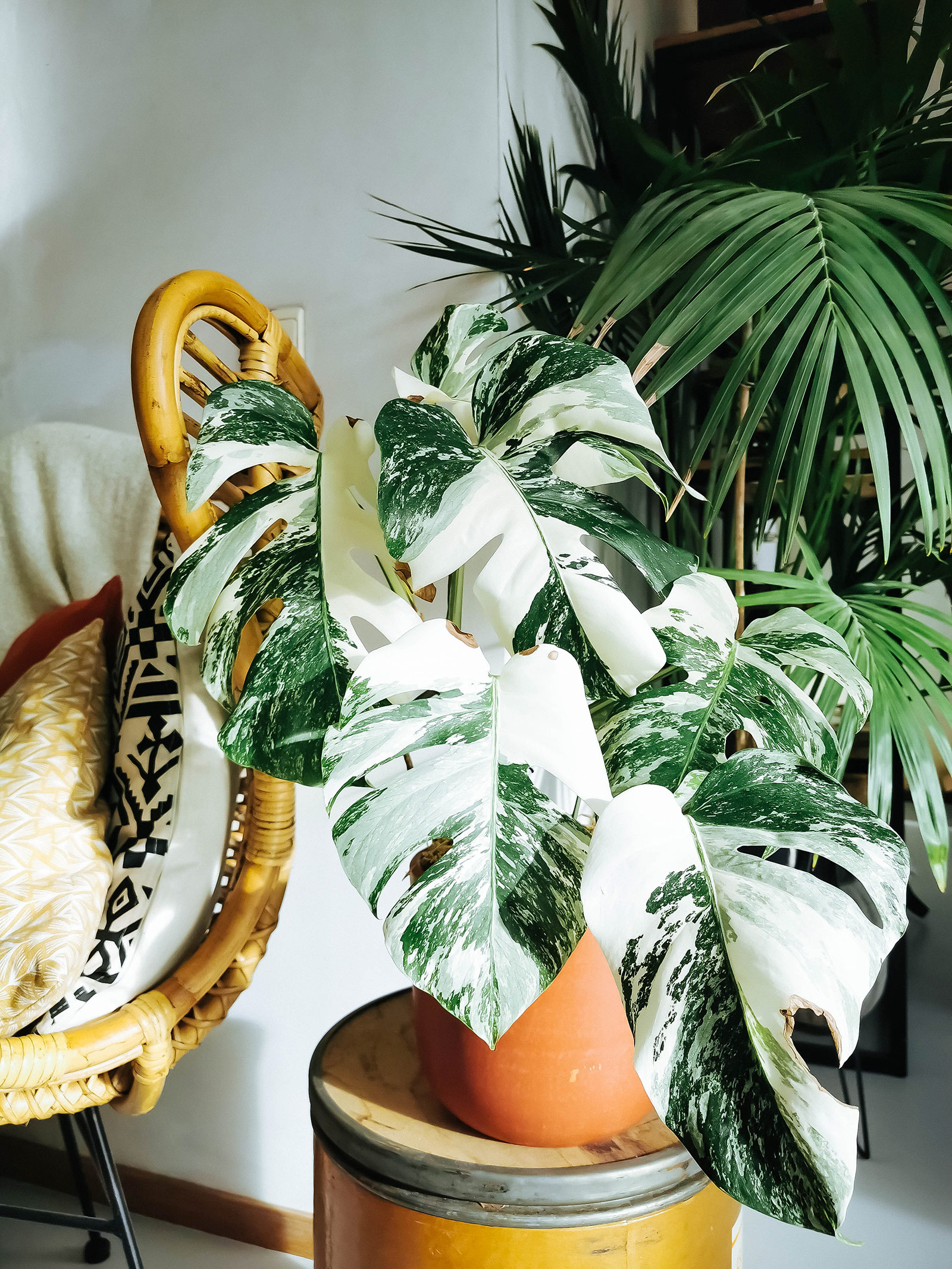 Swiss Cheese Plant