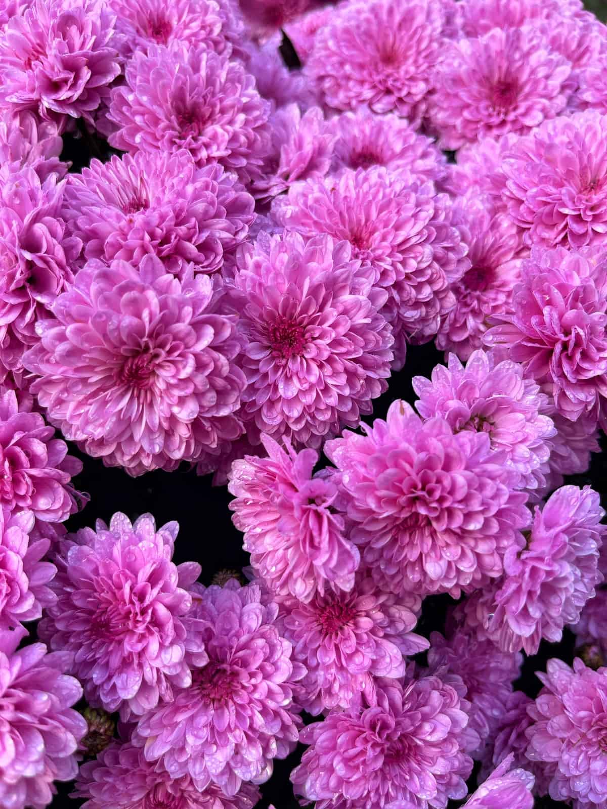 garden mums