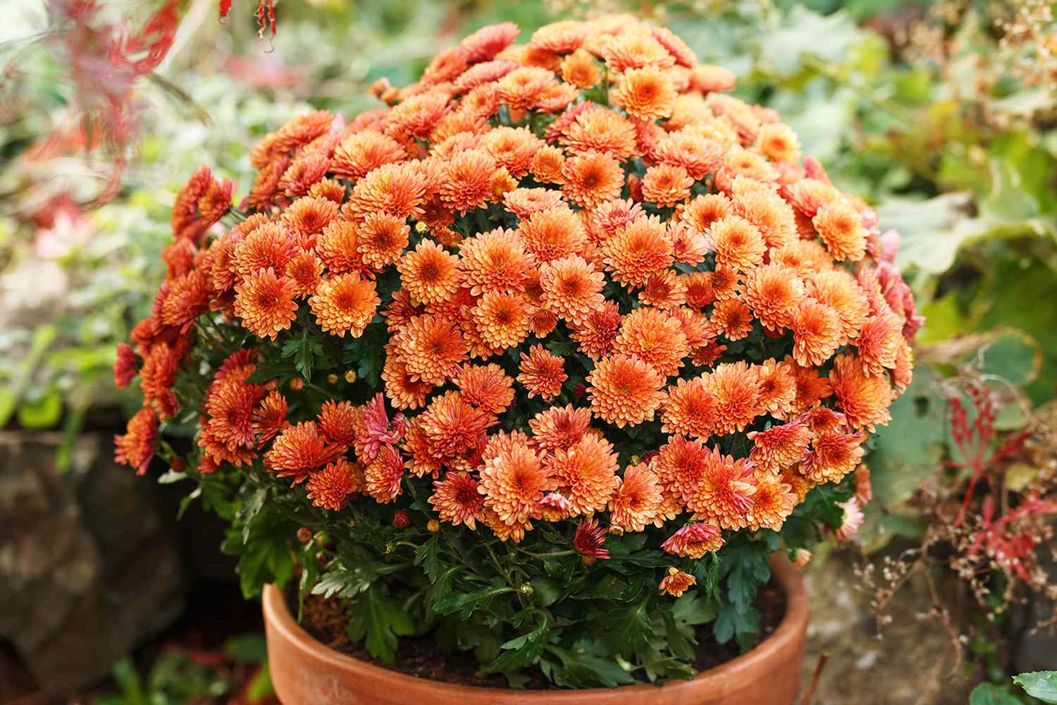 florist mums