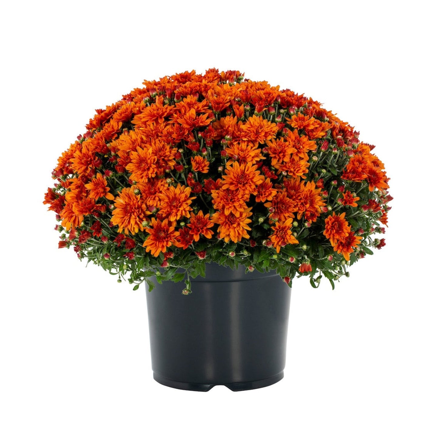 chrysanthemums