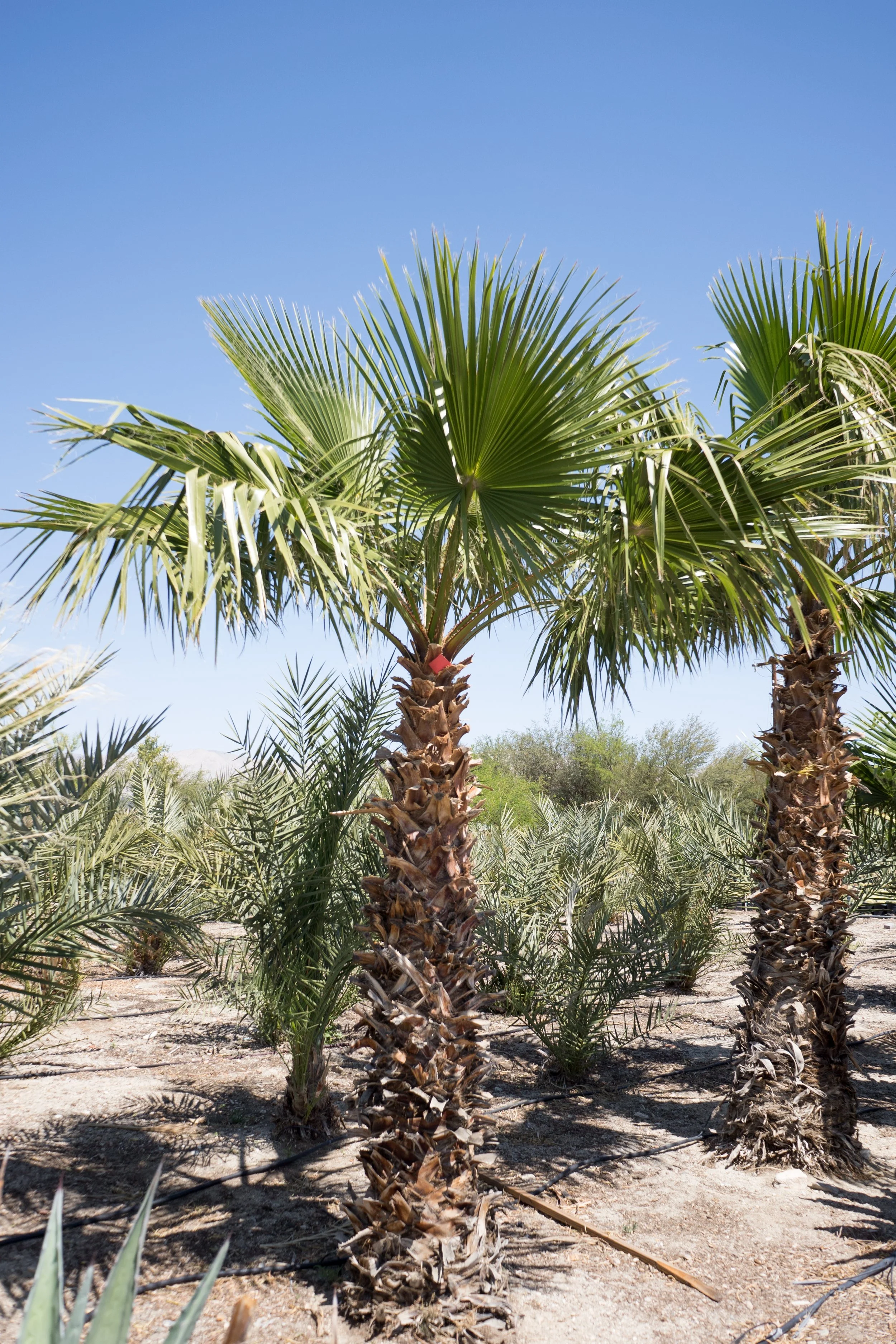 types of palm trees
