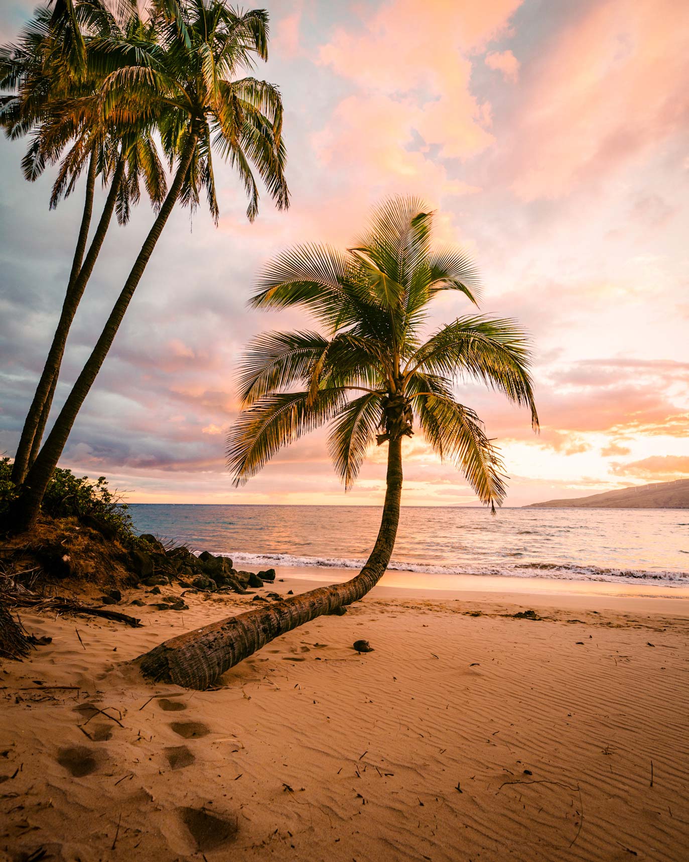 palm tree care