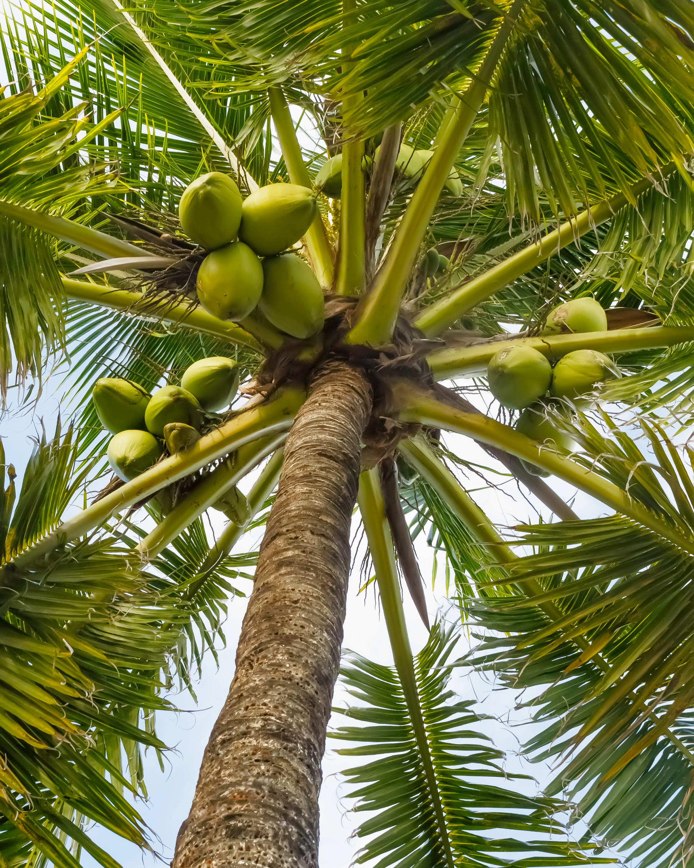 outdoor palm trees