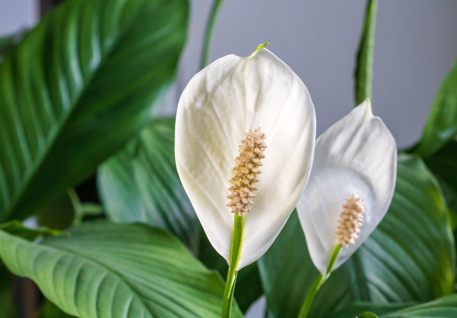Spathiphyllum varieties