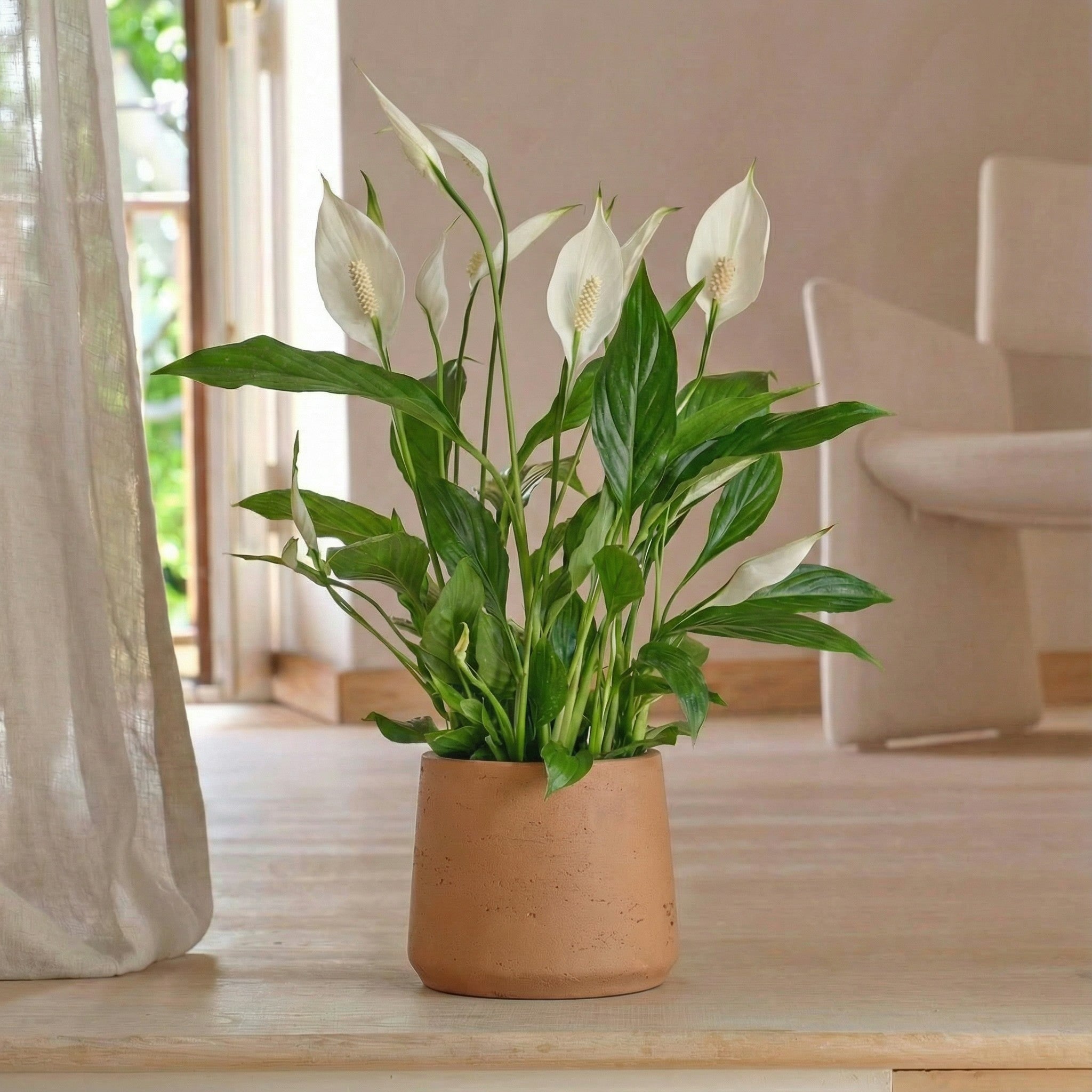 Indoor air purifying plants